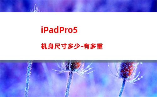 iPadPro5机身尺寸多少-有多重